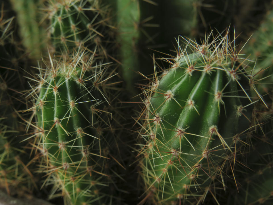 Wieviel Wasser braucht ein Kaktus? Kakteen gehören zu den Sukkulenten und können lange Trockenzeiten überstehen. (Symbolbild: Getty Images)