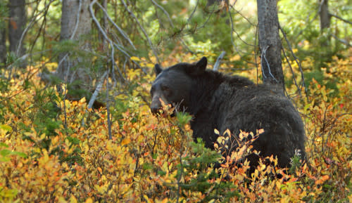 American Black Bear - Wikipedia