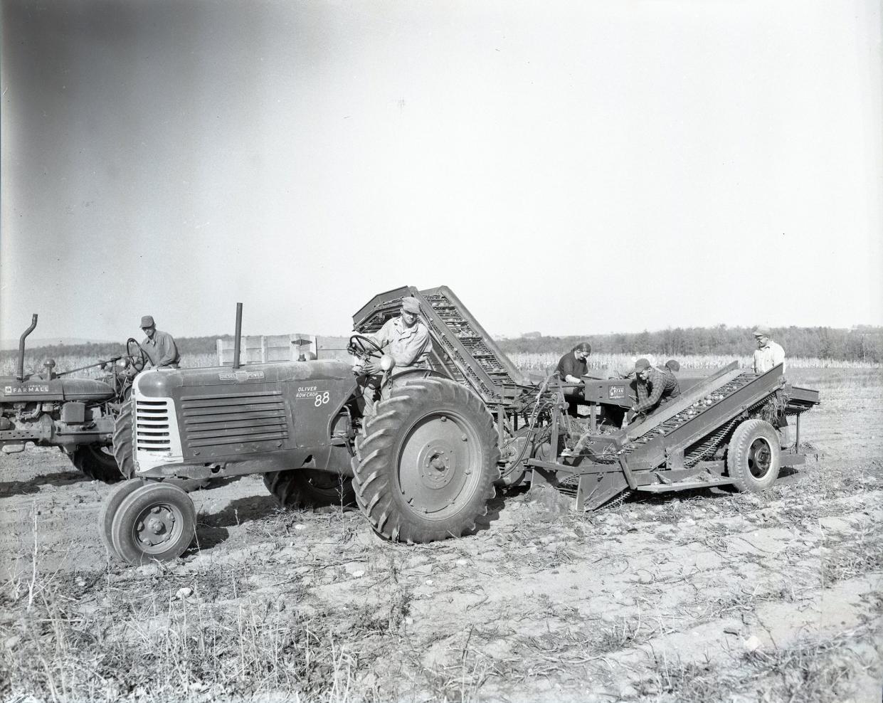 Potatoes are harvested in Emmet County in 1953.