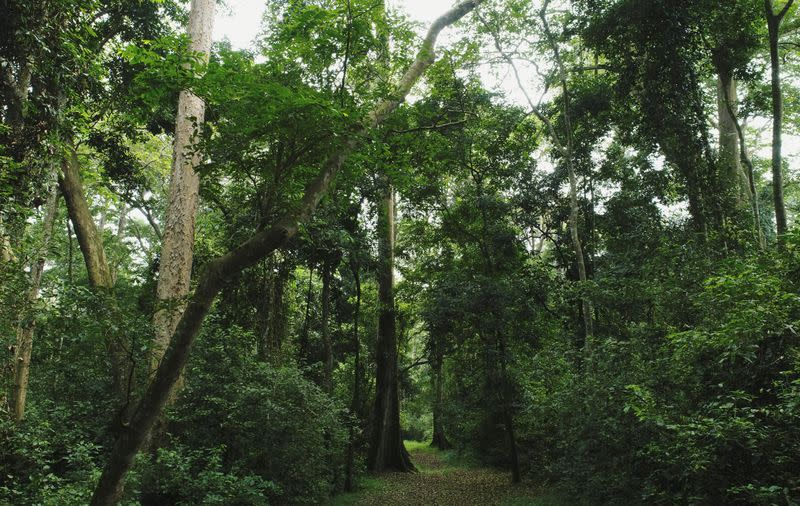 Uganda slowly increases forest cover by tapping private companies