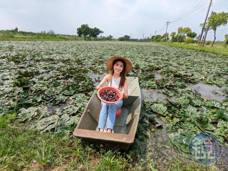 台南官田採菱角體驗超級接地氣。