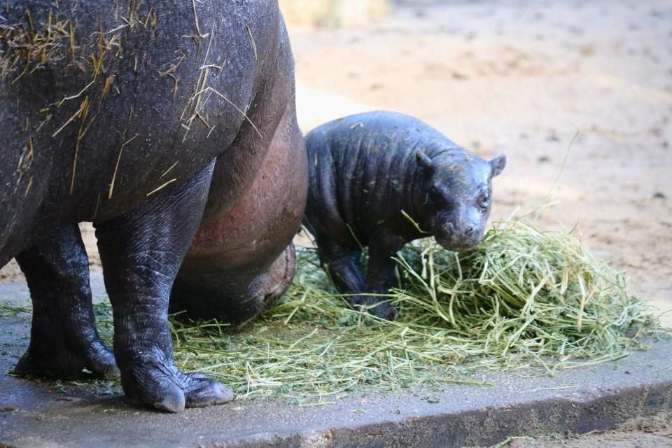 ZooTampa at Lowry Park is celebrating the birth of rare and endangered pygmy hippopotamus.