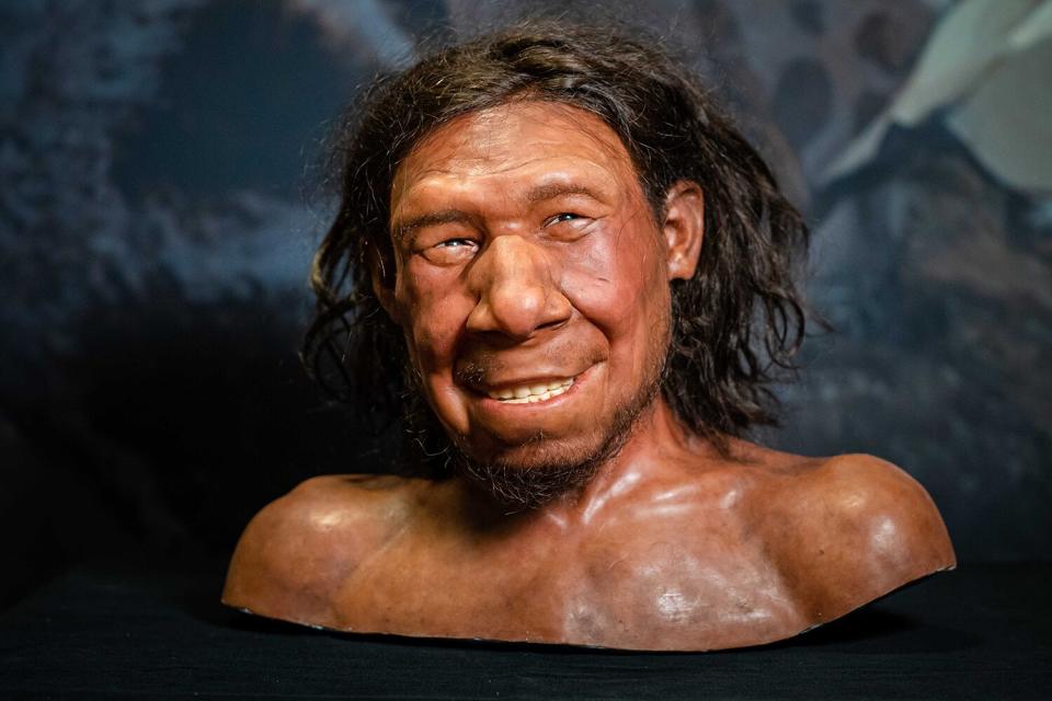 A reconstruction of the first Neanderthal in the Netherlands, nicknamed Krijn, is on display in the National Museum of Antiquities in Leiden, The Netherlands, 06 September 2021.