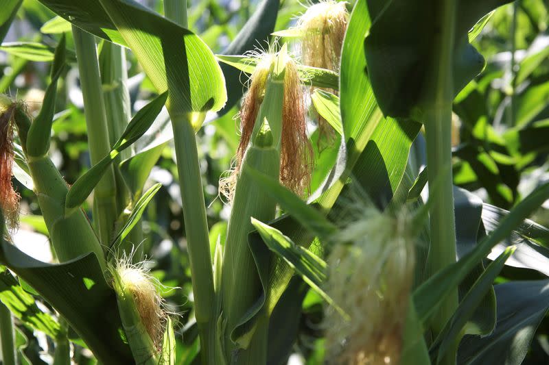 FILE PHOTO: Corn grows in a field near the Ruff Brothers Grain elevator in Leonore, Illinois