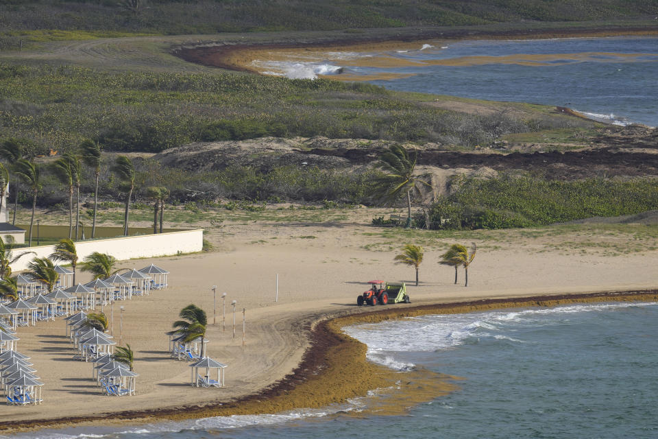 Un tractor limpia el sargazo de la playa de Frigate Bay en St. Kitts y Nevis el 3 de agosto del 2022. (AP Photo/Ricardo Mazalán)