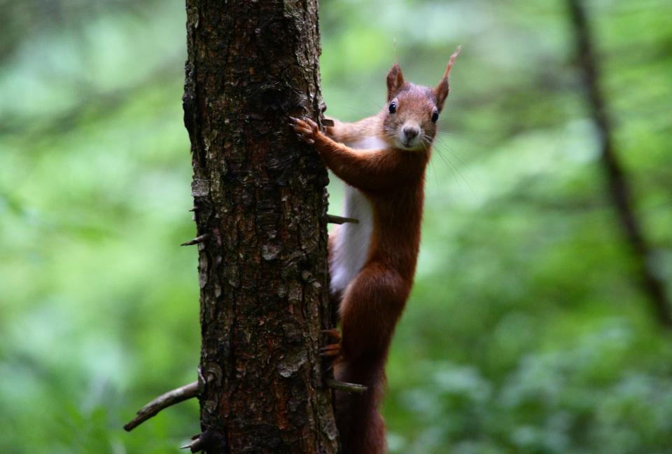 A squirrel climbs up a tree on June 19, 2015 near Hinterzarten, southern Germany.               AFP PHOTO / DPA / PATRICK SEEGER   +++   GERMANY OUT        (Photo credit should read PATRICK SEEGER/AFP/Getty Images)