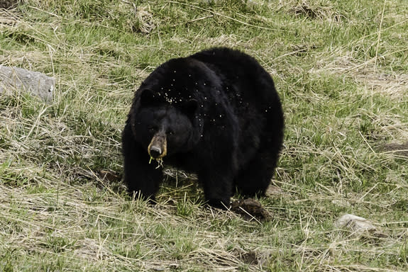 A male black bear in Yellowstone National Park. Wildlife Conservation Society researchers study how black bears live in and outside protected areas such as Yellowstone as a proxy to improve bear habitat management and human-bear co-existence fo