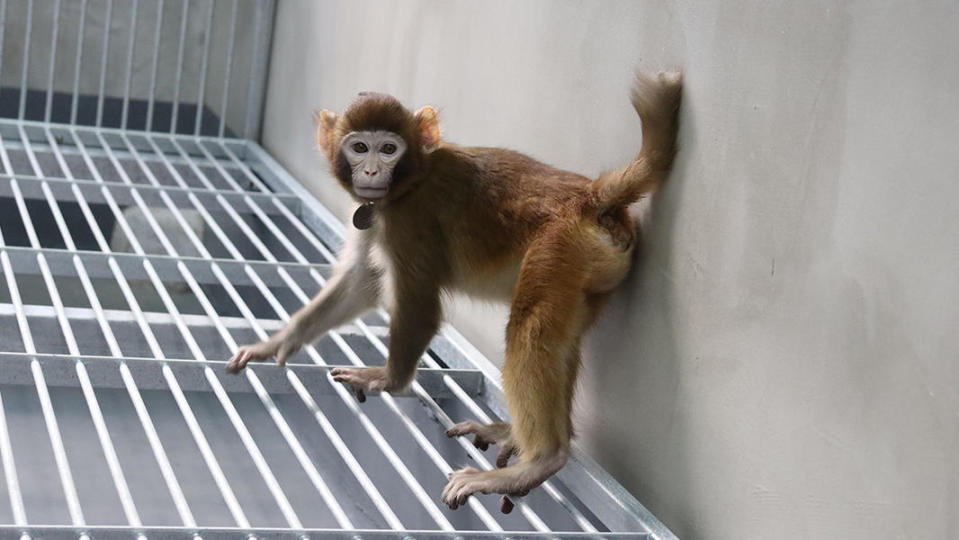 Two-year-old   rhesus monkey named Retro. / Credit: Nature Communications