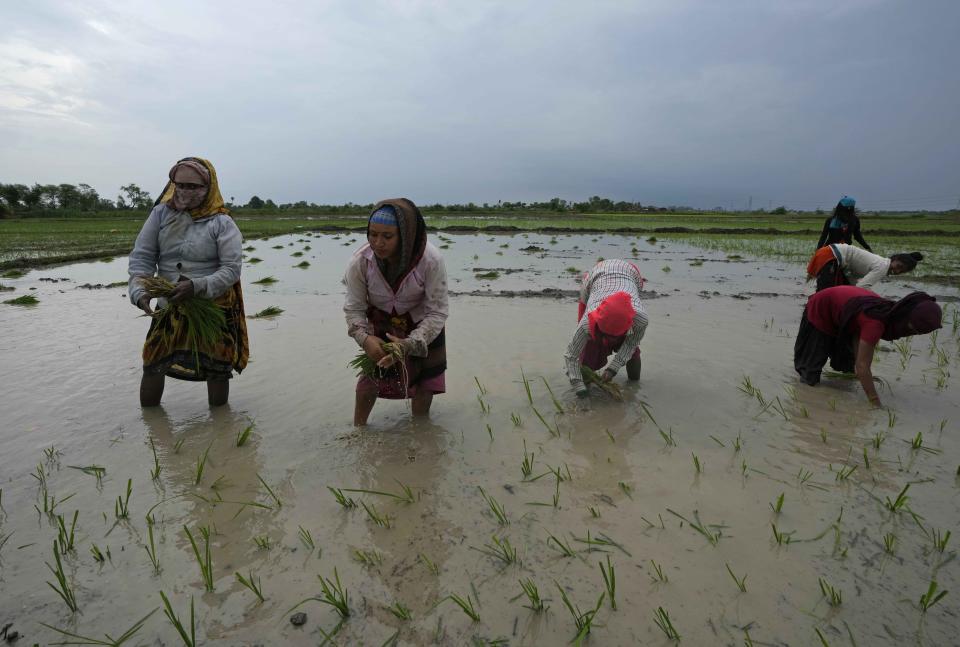 Women work in a paddy field adjacent to the field where another woman, Khusboo Bind, was killed by lightning on July 25 at Piparaon village on the outskirts of Prayagraj, in the northern Indian state of Uttar Pradesh, Thursday, July 28, 2022. Seven people, mostly farmers, were killed by lightning in a village in India's northern Uttar Pradesh state, police said Thursday, bringing the death toll by lightning to 49 people in the state this week. (AP Photo/Rajesh Kumar Singh)