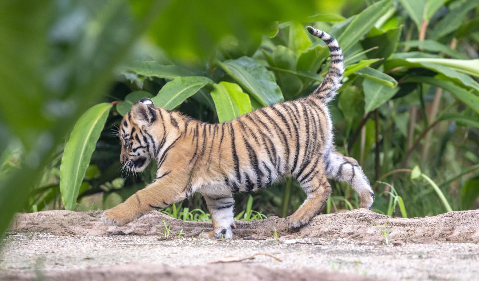 The adorable animals have been a big hit with the zoo’s visitors