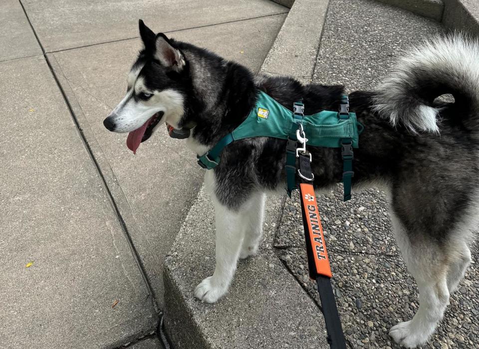 PHOTO: Samantha Griffin credits Luna the dog for helping to save her life amid a carbon monoxide leak in her apartment. (Samantha Griffin)