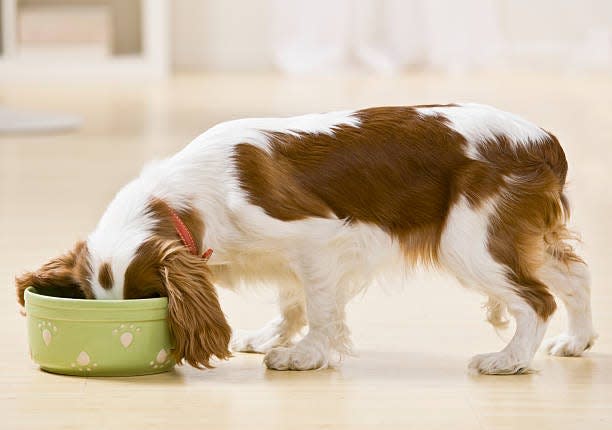There are several excellent dog food brands on the market but always examine the ingredients carefully before buying.