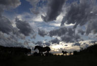 Wild horses are silhouetted against the sky at a wildlife sanctuary in Milovice, Czech Republic, Tuesday July 28, 2020. Wild horses, bison and other big-hoofed animals once roamed freely in much of Europe. Now they are transforming a former military base outside the Czech capital in an ambitious project to improve biodiversity. Where occupying Soviet troops once held exercises, massive bovines called tauros and other heavy beasts now munch on the invasive plants that took over the base years ago. (AP Photo/Petr David Josek)