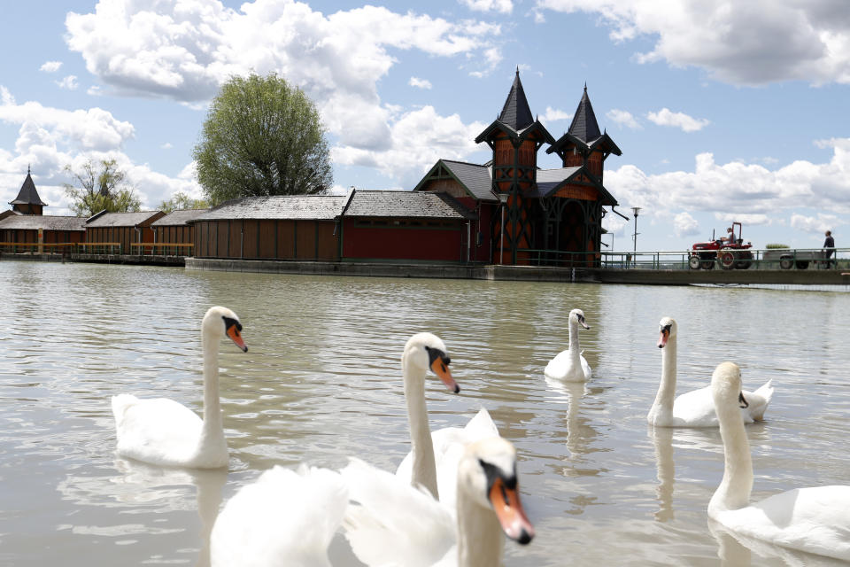 Swans swim on Lake Balaton in Keszthely, Hungary on May 18, 2021. Lake Balaton is the largest lake in Central Europe and one of Hungary's most cherished natural treasures. But some worry that the lake's fragile ecosystem and the idyllic atmosphere of the quaint villages dotted along its banks are in danger because of speculative developments. (AP Photo/Laszlo Balogh)