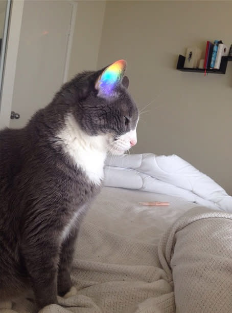 Eine Katze mit Ohren in Regenbogenfarben? Ja, so etwas gibt es. Zumindest wenn das Tier den perfekten Spot auf dem Bett eingenommen hat. Offenbar reflektiert eine Lampe die morgendlichen Sonnenstrahlen so gut, dass diese sich im Inneren des Katzenohres bündeln.