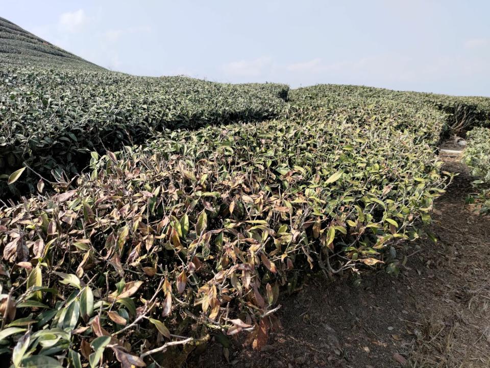高雄山區茶樹出現枯枝，可向公所申請災損。   圖：高雄市農業局/提供