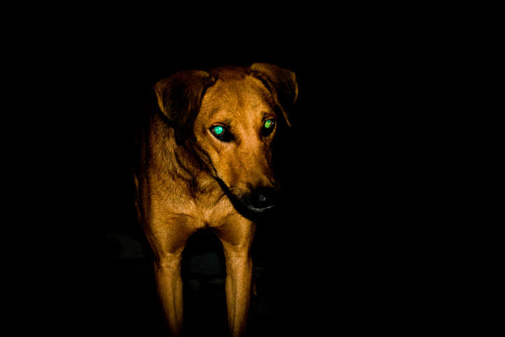 A brown dog with eyes that appear to glow from the light's reflection