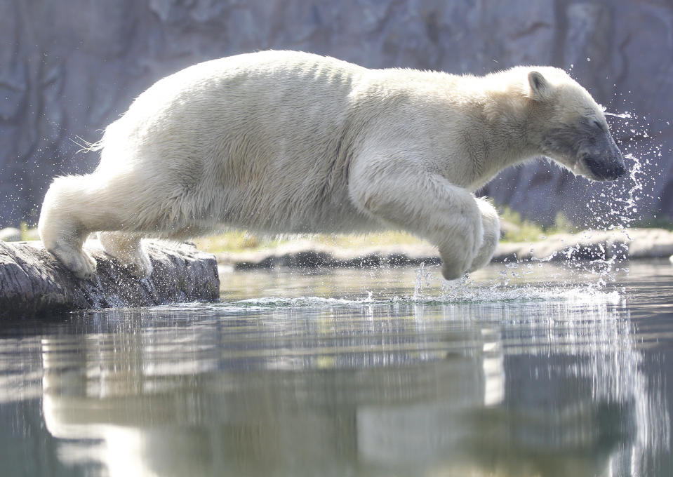 Polar bear Nanook jumps into the water at the zoo in Gelsenkirchen, Germany, June 25, 2019. Germany faces a heatwave with temperatures up to 40 degrees Celsius. (Roland Weihrauch/dpa via AP)