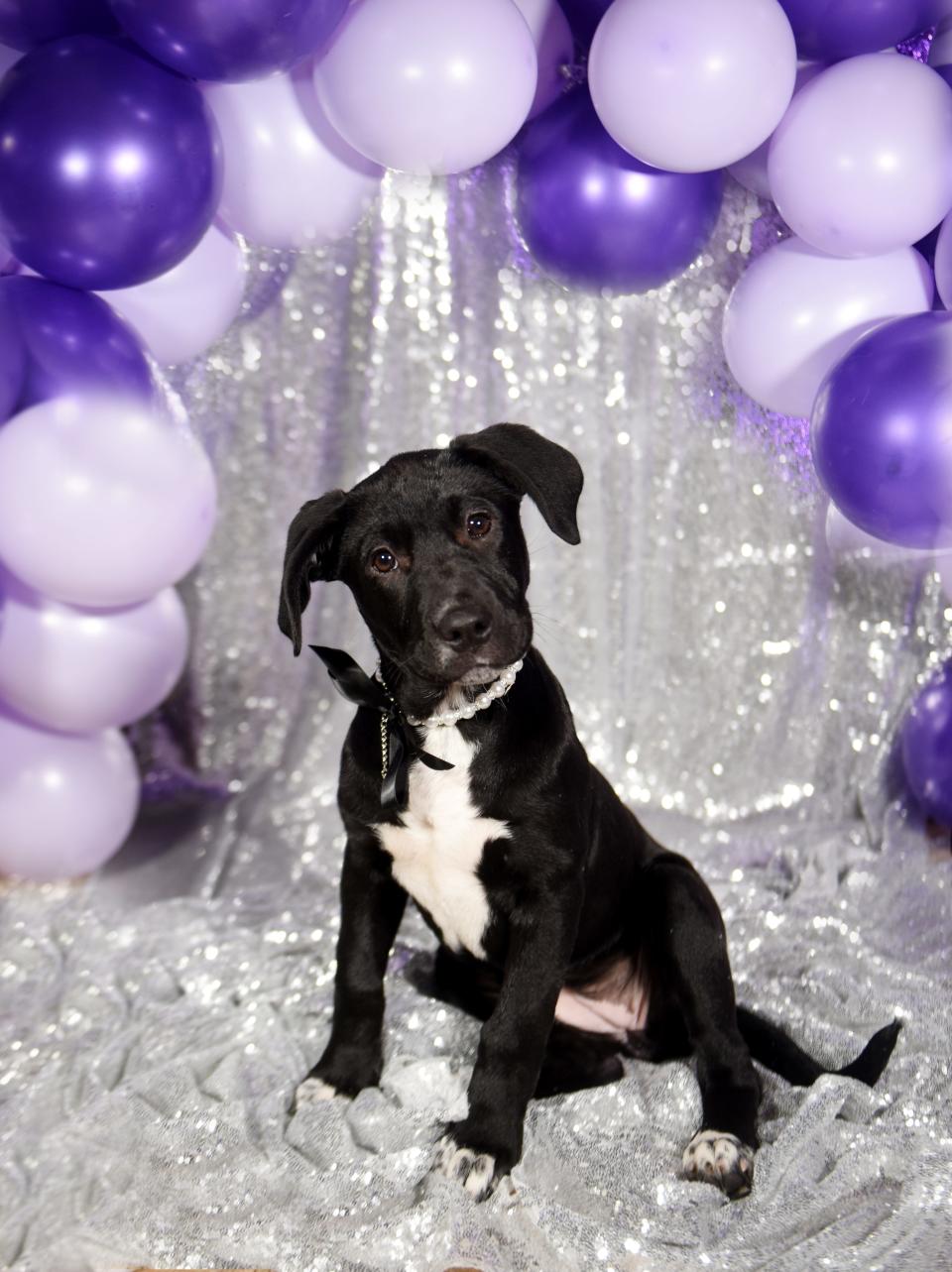 Lilly is a pit bull puppy, owned by Maurice White and Henrietta Wildsmith, who is part of the Robinson's Rescue 2022 Best in Sheaux homecoming court. 