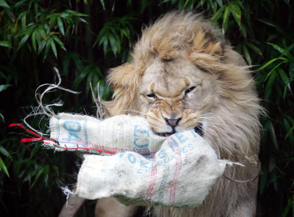 File - In this Dec. 22, 2005, file photo, Jahari, a lion, tears into a Christmas stocking filled with edible treats at the San Francisco Zoo. Two beloved, elderly lions have died at zoos in California. The San Francisco Zoo announced Wednesday, May 22, 2019, that a 16-year-old male African lion named Jahari died Monday of old age. He was born at the zoo in 2003 and raised by the staff after his mother died shortly after giving birth. The zoo's CEO, Tanya Peterson, says Jahari will be remembered for his bellowing roar that could be heard from every corner of the zoo. (AP Photo/Marcio Jose Sanchez, File)