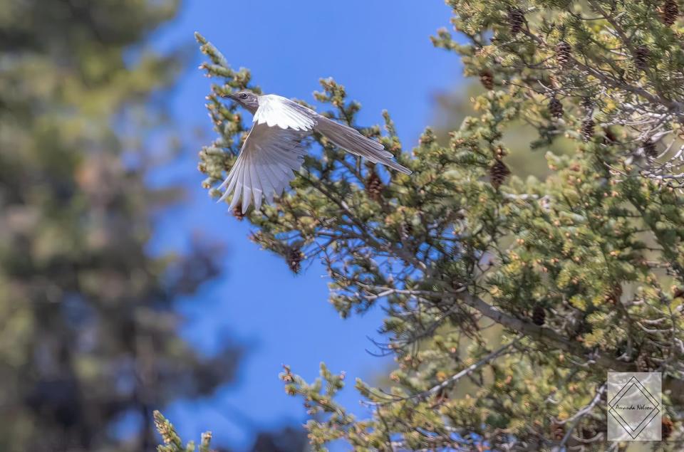 With white-coloured chests and grey wings, leucistic magpies lack the pigmentation of regular magpies, allowing them to stand out in comparison.