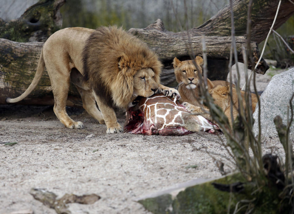 The carcass of Marius, a male giraffe, is eaten by lions after he was put down in Copenhagen Zoo on Sunday, Feb. 9, 2014. Copenhagen Zoo turned down offers from other zoos and 500,000 euros ($680,000) from a private individual to save the life of a healthy giraffe before killing and slaughtering it Sunday to follow inbreeding recommendations made by a European association. The 2-year-old male giraffe, named Marius, was put down using a bolt pistol and its meat will be fed to carnivores at the zoo, spokesman Tobias Stenbaek Bro said. Visitors, including children, were invited to watch while the giraffe was dissected. (AP Photo/POLFOTO, Rasmus Flindt Pedersen) DENMARK OUT