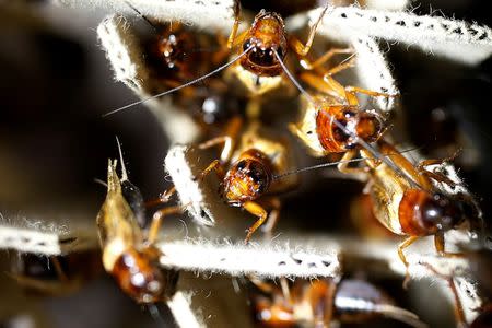 Edible crickets are pictured at a edible insects farm in Hwaseong, South Korea, August 10, 2016. REUTERS/Kim Hong-Ji