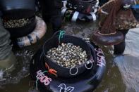 Galicia's traditional shell-fisherwomen pass the torch to a new generation