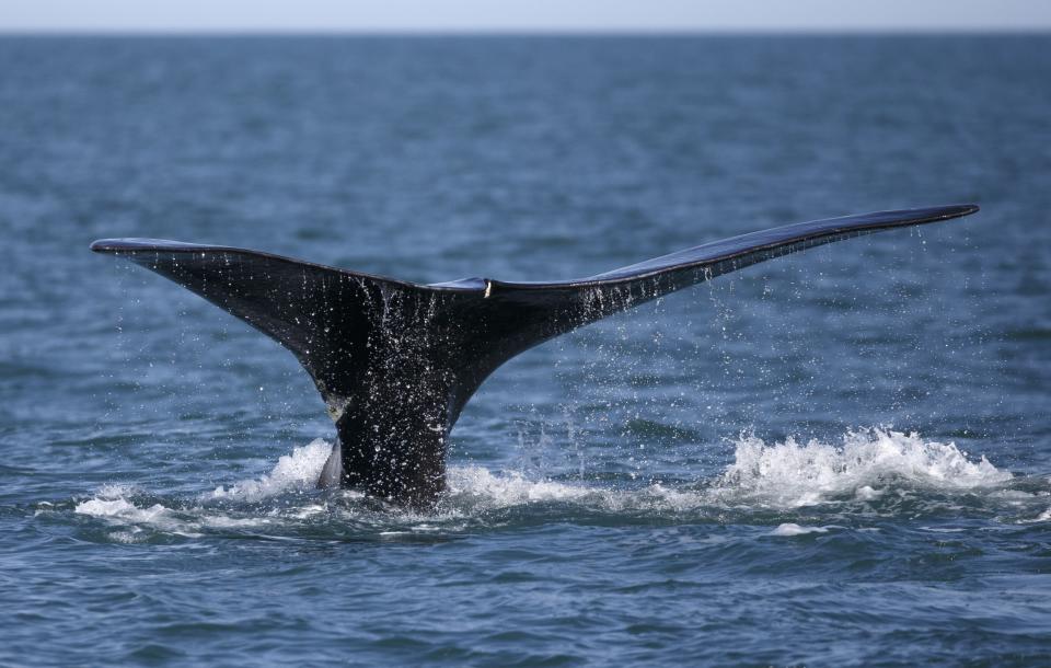 FILE - In this March 28, 2018, file photo, a North Atlantic right whale breaches the surface of Cape Cod bay off the coast of Plymouth, Mass. A group organized by the federal government is expected to release recommendations about how to better protect a vanishing species of whale in the Atlantic Ocean. The National Oceanic and Atmospheric Administration created the Atlantic Large Whale Take Reduction Team to help reduce the injuries and deaths the North Atlantic right whales suffer due to entanglement in fishing gear. The group’s recommendations are expected on Friday. (AP Photo/Michael Dwyer, File)