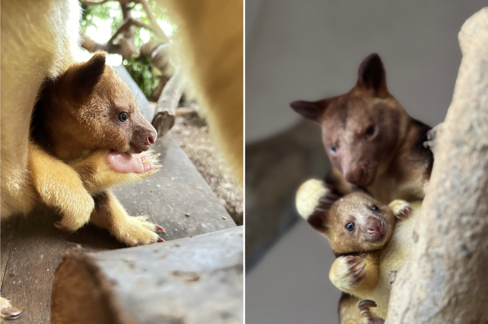 Goodfellow’s tree kangaroo 'Susu' peeking out of mother's pouch (left) and 'Susu' with mother