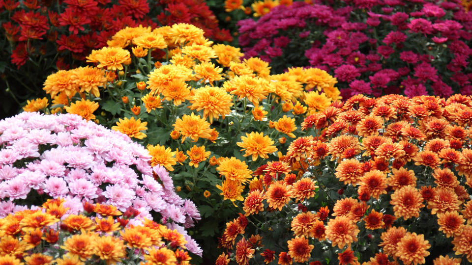 Chrysanthemums