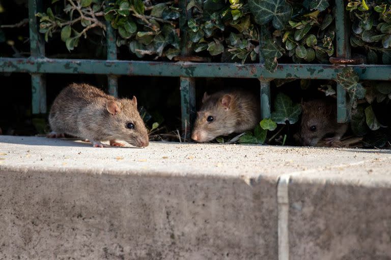 La cuarentena también afecto el comportamiento de las ratas, y hizo que sus avistamientos sean más comunes