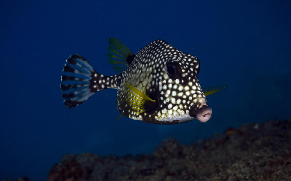 Spotted boxfish swimming in the ocean, near a rocky sea floor; it has surprisingly large lips