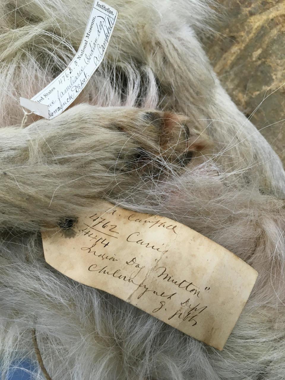 Mutton’s pelt has been preserved at the Smithsonian Institution for more than 160 years. Audrey Lin