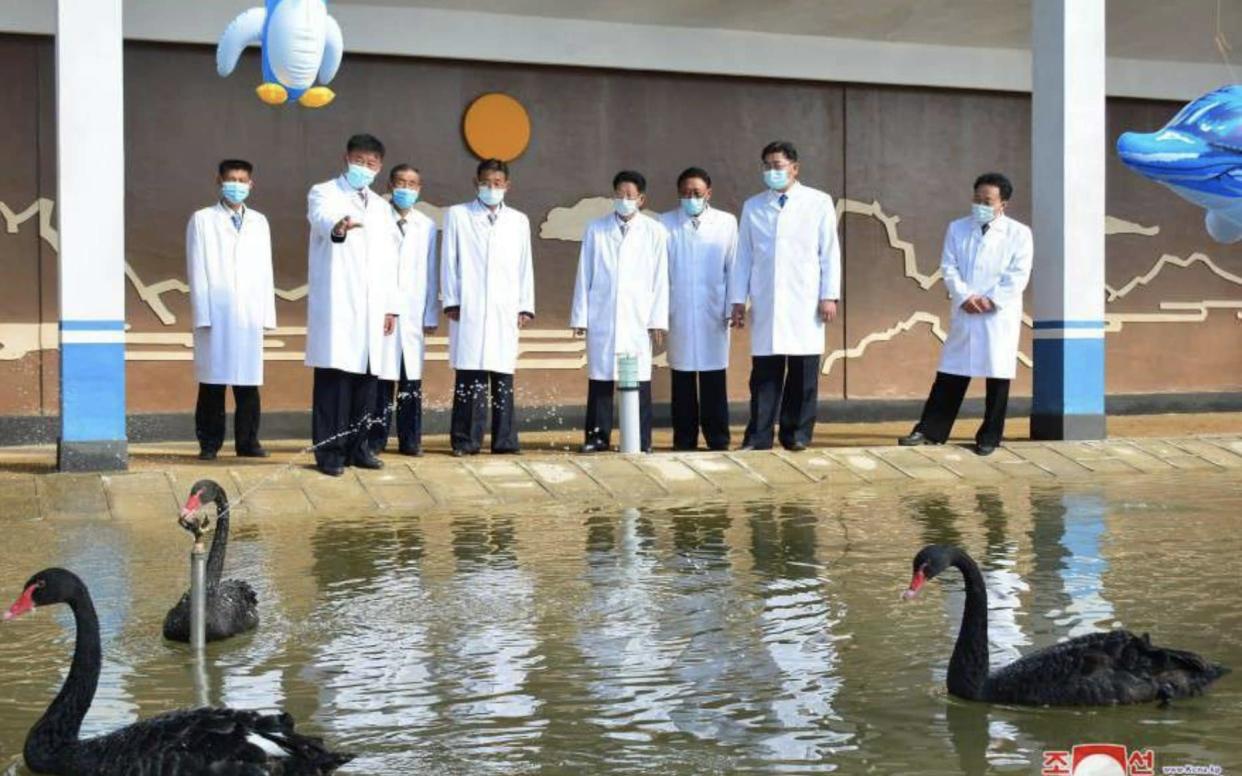 North Korea begins farming 'delicious' black swans as nation faces spiralling food shortages - KCNA