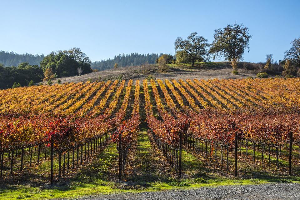 <p>Winos, rejoice! Calistoga is settled in the heart of the Napa Valley and has plenty of wineries to choose from. Some of the <a rel="nofollow noopener" href="https://www.redbookmag.com/life/friends-family/g15931599/napa-valley-wineries-tours/" target="_blank" data-ylk="slk:best wineries to visit;elm:context_link;itc:0;sec:content-canvas" class="link ">best wineries to visit</a> include <a rel="nofollow noopener" href="https://www.instagram.com/hallwines/" target="_blank" data-ylk="slk:HALL Wines;elm:context_link;itc:0;sec:content-canvas" class="link ">HALL Wines</a>, <a rel="nofollow noopener" href="https://www.tankgaragewinery.com/" target="_blank" data-ylk="slk:Tank Garage Winery;elm:context_link;itc:0;sec:content-canvas" class="link ">Tank Garage Winery</a>, <a rel="nofollow noopener" href="https://www.regusciwinery.com/" target="_blank" data-ylk="slk:Regusci Winery;elm:context_link;itc:0;sec:content-canvas" class="link ">Regusci Winery</a>, and <a rel="nofollow noopener" href="https://www.tvinewinery.com/" target="_blank" data-ylk="slk:T-Vine Winery;elm:context_link;itc:0;sec:content-canvas" class="link ">T-Vine Winery</a>, which are all a short walk or Uber ride away from the quaint downtown of Calistoga - where you should stay at the <a rel="nofollow noopener" href="https://www.tripadvisor.com/Hotel_Review-g32143-d73396-Reviews-Cottage_Grove_Inn-Calistoga_Napa_Valley_California.html" target="_blank" data-ylk="slk:Cottage Grove Inn;elm:context_link;itc:0;sec:content-canvas" class="link ">Cottage Grove Inn</a>. Don't forget to <a rel="nofollow noopener" href="https://www.calistogaballoons.com/" target="_blank" data-ylk="slk:book a hot air balloon ride;elm:context_link;itc:0;sec:content-canvas" class="link ">book a hot air balloon ride</a> and a mud bath at <a rel="nofollow noopener" href="http://www.calistogaspa.com/spa.aspx" target="_blank" data-ylk="slk:Spa Calistoga;elm:context_link;itc:0;sec:content-canvas" class="link ">Spa Calistoga</a>.</p><p><a rel="nofollow noopener" href="https://www.tripadvisor.com/Tourism-g32143-Calistoga_Napa_Valley_California-Vacations.html" target="_blank" data-ylk="slk:BOOK TRIP;elm:context_link;itc:0;sec:content-canvas" class="link ">BOOK TRIP</a></p>