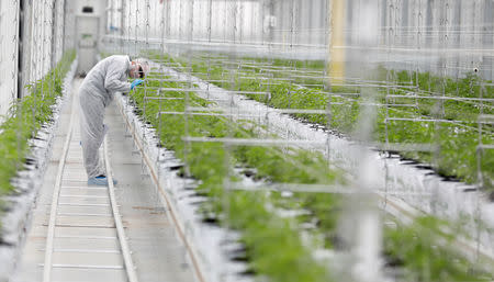 A worker checks cannabis plants inside the Tilray factory hothouse in Cantanhede, Portugal April 24, 2019. REUTERS/Rafael Marchante