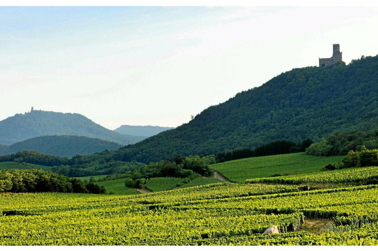 Le vignoble alsacien.  - Credit:MICHEL LABELLE