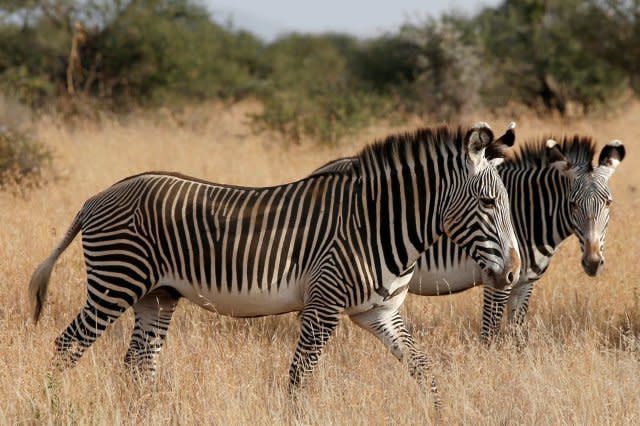 Scientists solve riddle of zebras' stripes