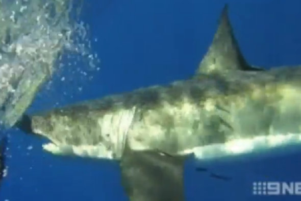 huge-five-metre-shark-circles-boat-australia