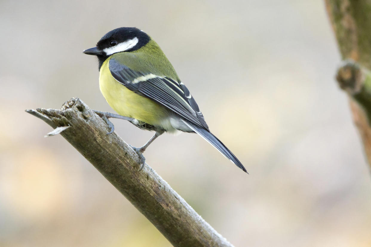 Great tit on a branch