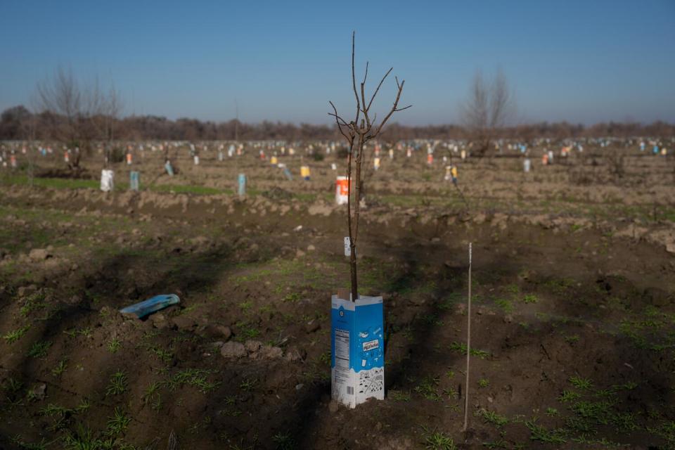 A tree sapling rises from a paper milk carton in an open field.