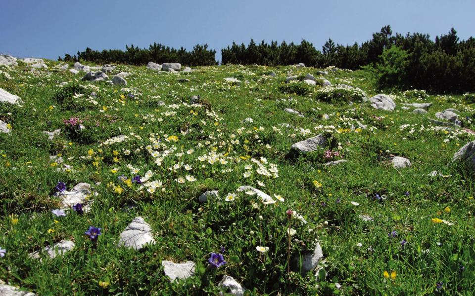 Bohinj meadow flowers