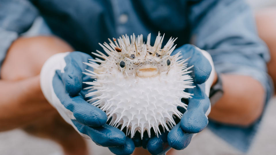 Man holding pufferfish, Amami Oshima Island, Kagoshima, Japan.