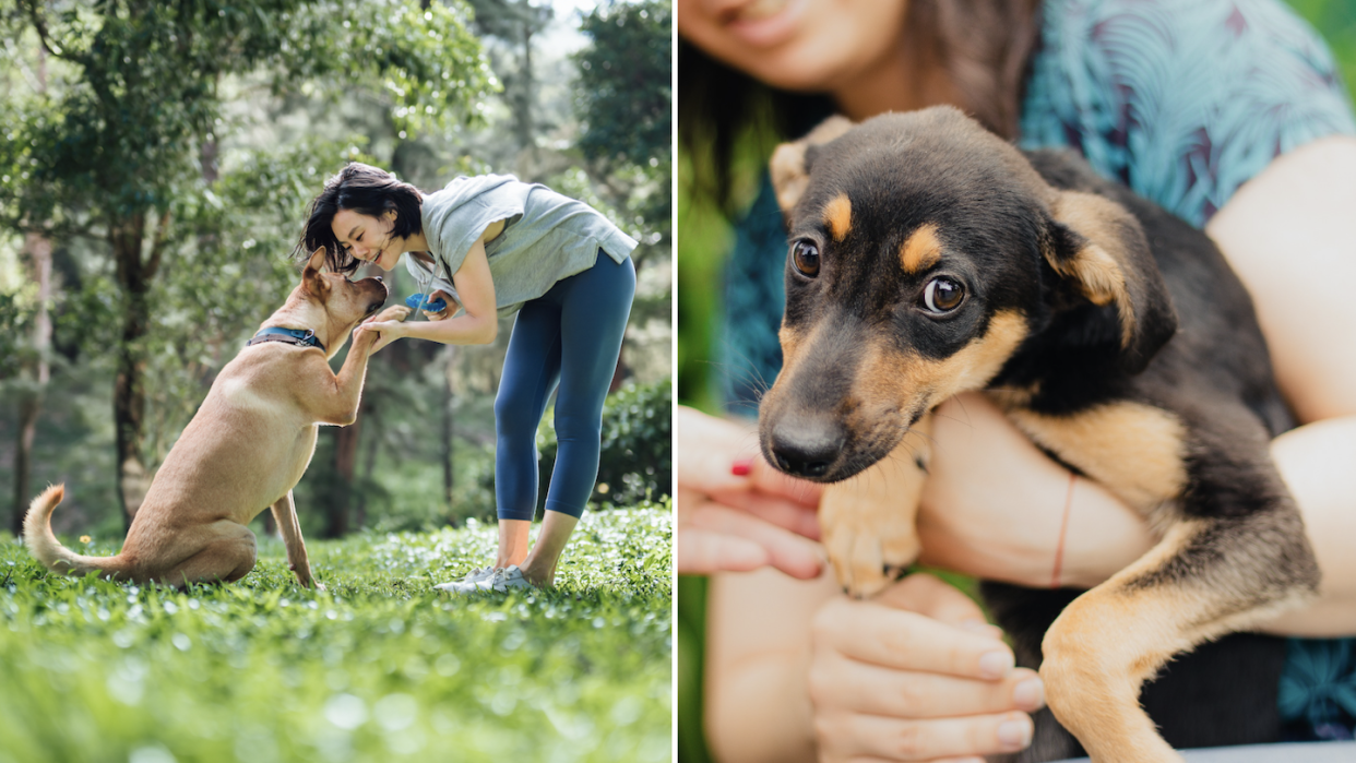 Why do some people buy instead of adopt dogs in Singapore?