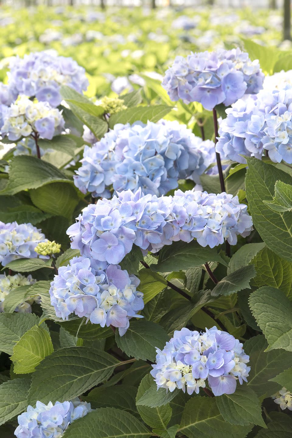 summer flowers, close up of blue enchantress hydrangea