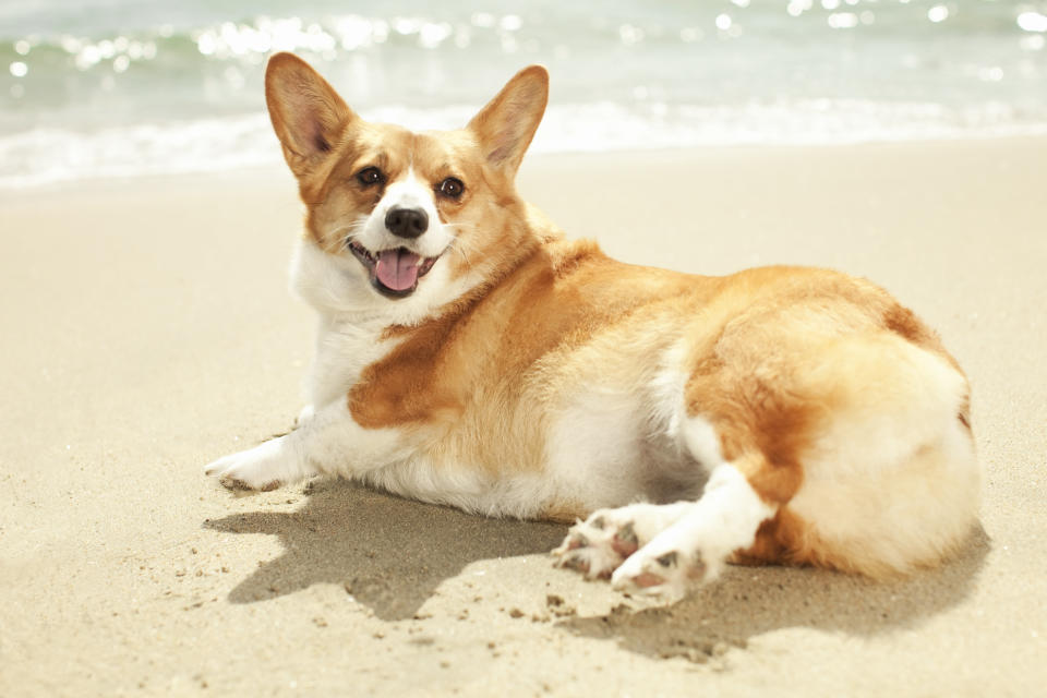 Corgi dog lounging at the beach