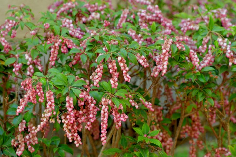 Japanese andromeda plant with drooping mauve-colored flowers