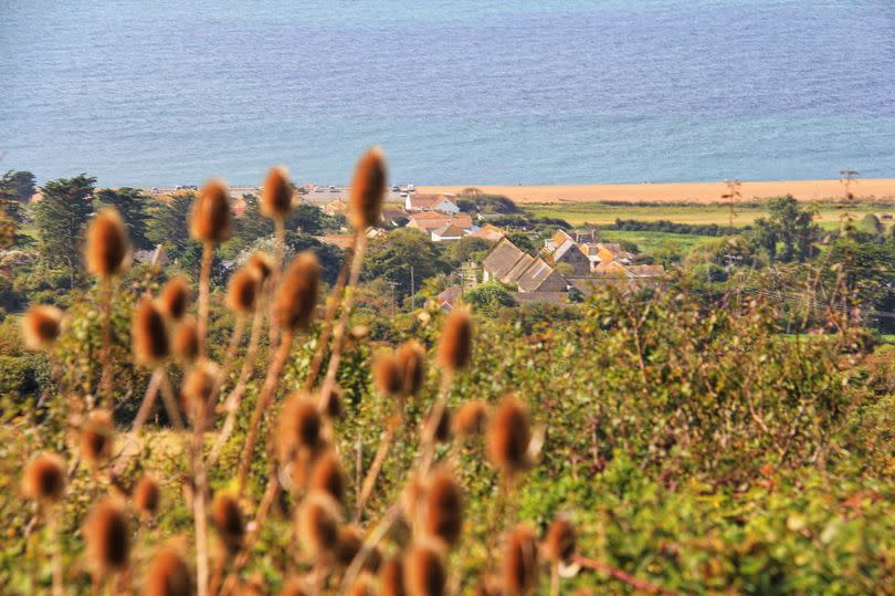 West Bexington teasles