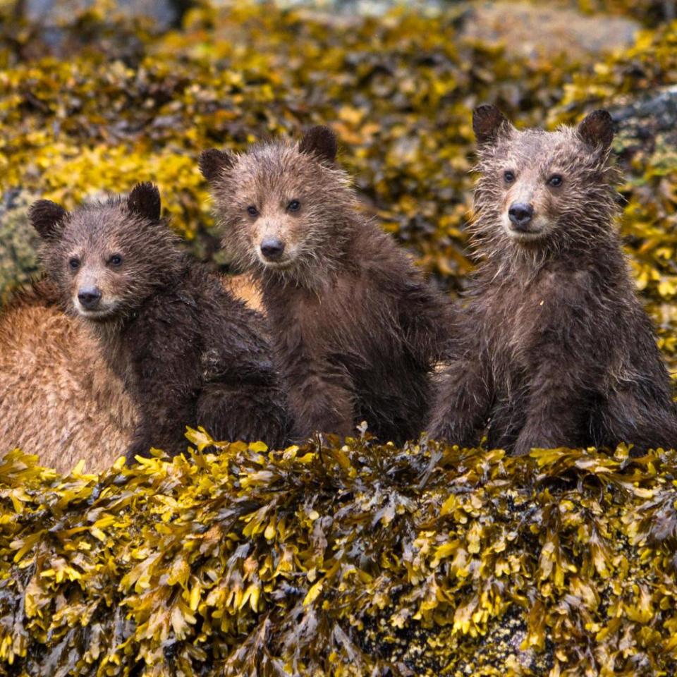 Grizzly bears were one of the species protected by the formation of the Great BEar Rainforest project.